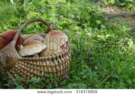 Beautiful Wooden Woven Basket Full Of Mushrooms Boletus Edulis.