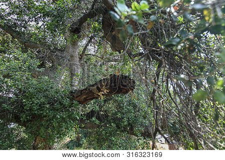 California Live Oak Tree Branches, Twigs, And Leaves