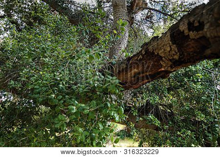 California Live Oak Tree Branches, Twigs, And Leaves