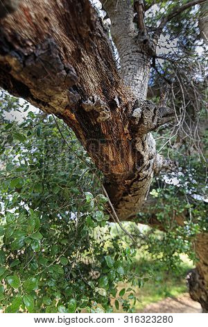 California Live Oak Tree Branches, Twigs, And Leaves