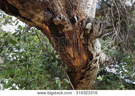 California Live Oak Tree Branches, Twigs, And Leaves