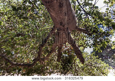 California Live Oak Tree Branches, Twigs, And Leaves