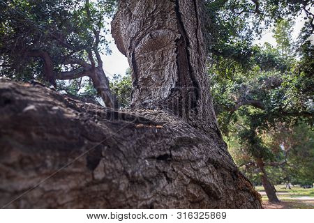 California Live Oak Tree Branches, Twigs, And Leaves
