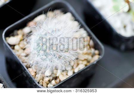 Cactus In The Flower Pot, Mammillaria Plumosa