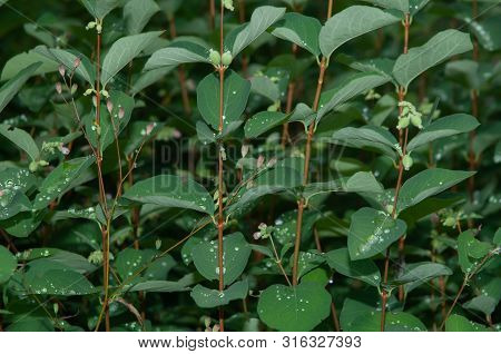 Close-up Of Twigs Of A Snowberry Bush With Rain Drops On Leaves Showing Lotus Effect