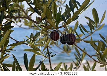 Olive Trees. Olive Grove. Natural Sunny Agricultural/ Olives On A Branch . Close Up Of Green Olives 
