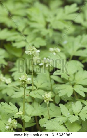 Adoxa Moschatellina Flowers In Spring, Close Up Shot