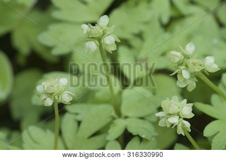 Adoxa Moschatellina Flowers In Spring, Close Up Shot
