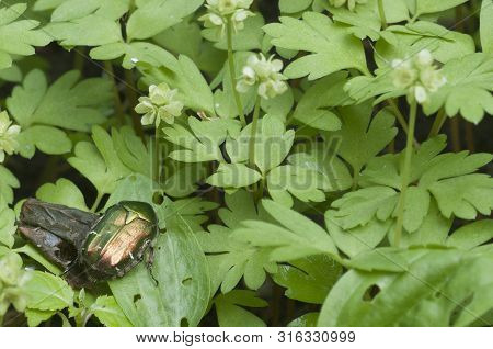 Adoxa Moschatellina Flowers In Spring, Close Up Shot