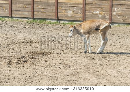 Young Calf Learn To Walk. A Cute Calf Stands In A Wooden Shed In The Village And Looks Into The Lens