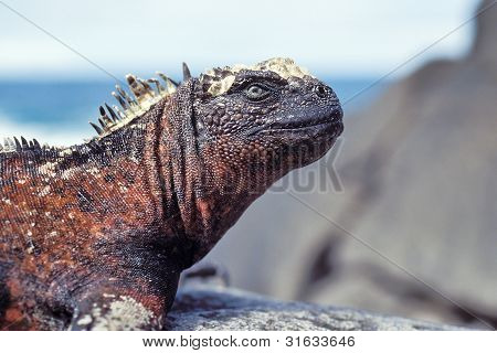 Iguane marin, les îles Galapagos, Equateur