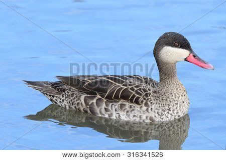 Close Up Of A Red Billled Duck (anas Erythrorhyncha) Swimming In The Water