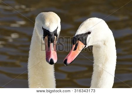 Head Shot Of Two Mute Swans (cygnus Olor) Performing A Courting Ritual