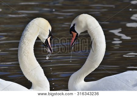 Head Shot Of Two Mute Swans (cygnus Olor) Performing A Courting Ritual