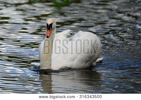 Portrait Of Mute Swan Swimming In The Water (cygnus Olor)