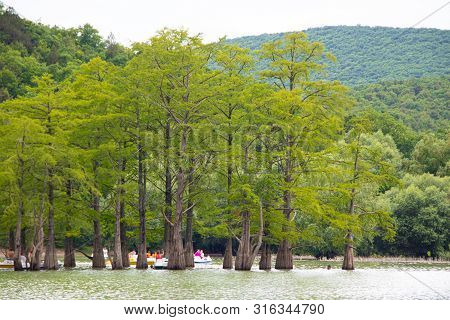 Cypress Lake In Succo. Attractions Anapa. Green Lake. Lake With Clear Water. . The Nature Of Russia.