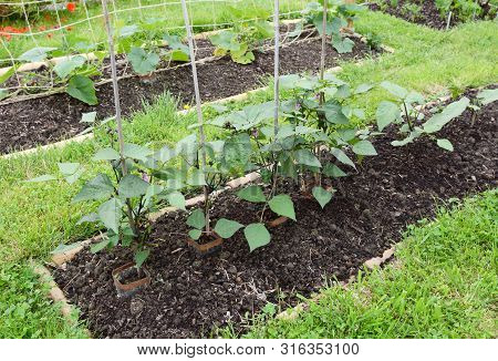 Row Of Dwarf French Bean Plants - Successional Sowing Results In Younger Plants Growing To Extend Gr