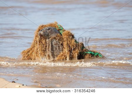 Animal Welfare. Marine Pollution. Seal Caught In Discarded Plastic Fishing Net. Dangerous Human Wast