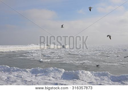 The Black Sea In Winter On A Clear Frosty Day, Icebound. Frozen Pier Under The Snow, Soaring Seagull