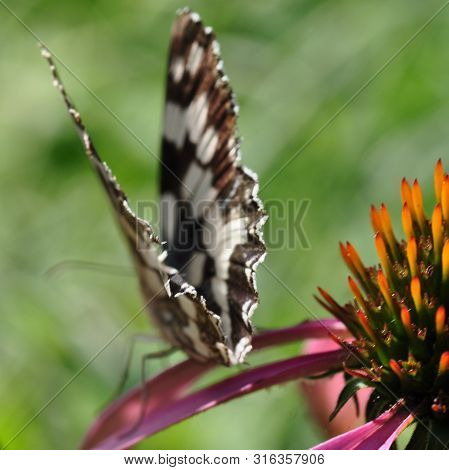 Turning Away, The Butterfly Melanargia Galathea, The Motley-eyed Galatea Sits On A Pink Echinacea Fl