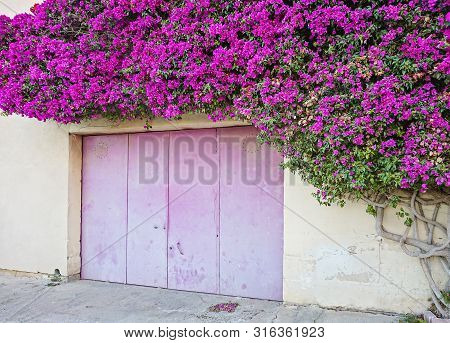 Beautiful Paperflower Bush Covers The Wall Of Residential Building And Create Natural Arch
