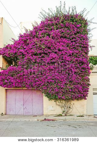 Beautiful Paperflower Bush Covers The Wall Of Residential Building And Create Natural Arch