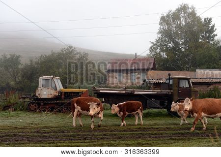 Altai Region, Russia - September 5, 2018:livestock Early In The Morning On The Street Mountain Villa