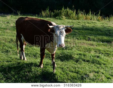 A Cow On The Street Of The Mountain Village Of Generalka Altai Region