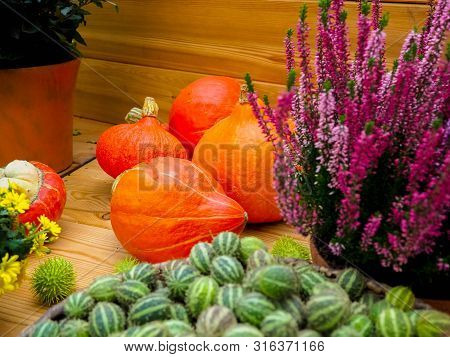 Bright Green Fruits Of Melothria. Exotic Cucumber From The Family Of Pumpkin