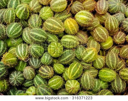 Bright Green Fruits Of Melothria. Exotic Cucumber From The Family Of Pumpkin