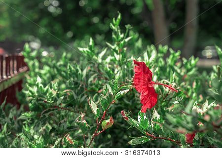 A Red Flower Named Hibiscus Rosa-sinensis Surround By Greens Leaves