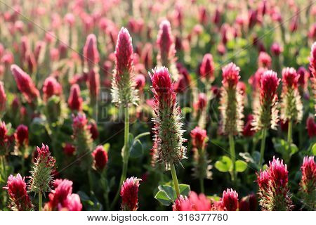 Field Of Flowering Crimson Clovers In Spring Landscape. Beautiful Red Color. Trifolium Incarnatum, K