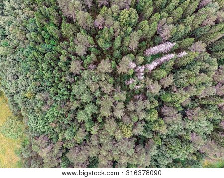 View Of The Summer Forest From The Drone