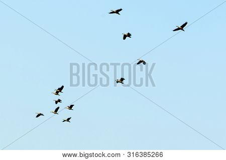 Flock Of Migrating Geese Flying In An Imperfect V Formation. Birds Flying In Formation, Blue Sky Bac
