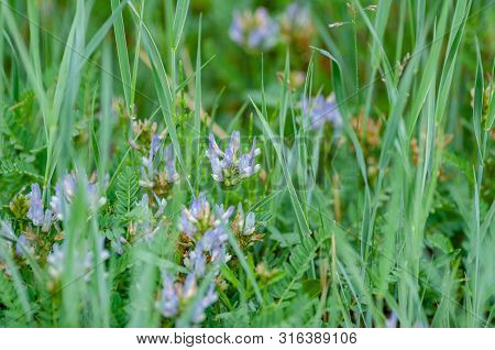 Blue Fflower Field. Vicia At The Republic Of Gorny Altai On The Territory Of The Russian Federation,