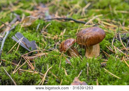 Polish Mushroom Of The Borovik Or Mokhovik Genus. Boletus Badius.