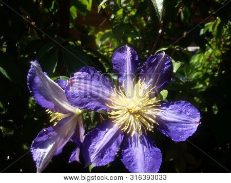 Beautiful Wild Flowers Blue Violet Blooming In Nature On A Green Field Against A Blue Sky