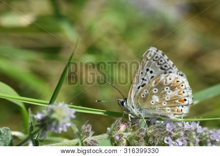 Small Blue Butterfly, Polyommatus Coridon, In Nature Chalkhill Blue Butterfly Or Lysandra Coridon