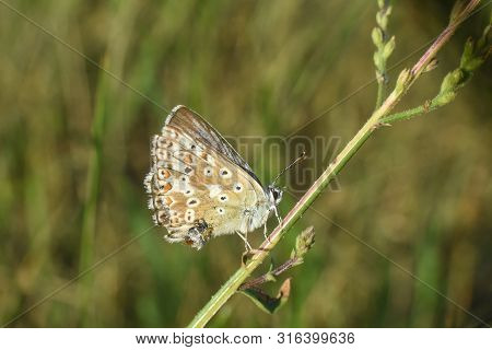 Small Blue Butterfly, Polyommatus Coridon, In Nature Chalkhill Blue Butterfly Or Lysandra Coridon