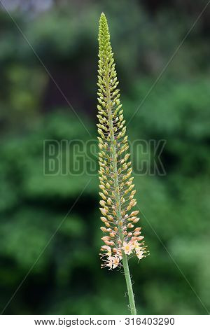 Close Up Of A Narrow Leaved Foxtail Lily (eremurus Stenophyllus) In Bloom