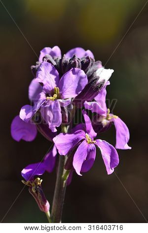 Close Up Of An Erysimum Scoparium Flower In Bloom