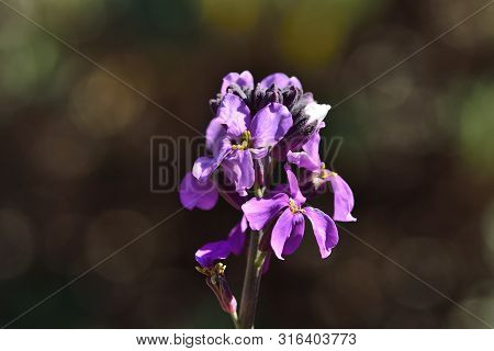 Close Up Of An Erysimum Scoparium Flower In Bloom