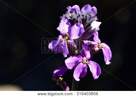 Close Up Of An Erysimum Scoparium Flower In Bloom