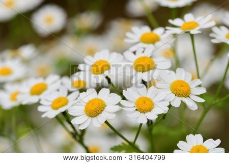 Close Up Of Feverfew Flowers In Bloom
