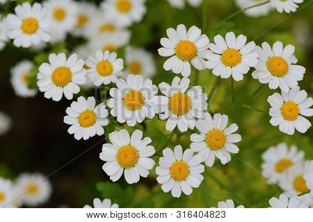 Close Up Of Feverfew Flowers In Bloom