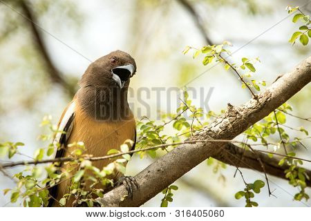 The Rufous Treepie (dendrocitta Vagabunda) Sitting On Branch And Screaming, Native To The Indian Sub