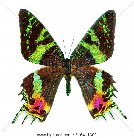 Butterfly Sunset Moth Urania Ripheus Madagascar Isolated On White Background. Multicolored Wings Of 