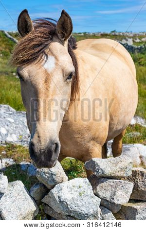 Horse Portrait In Carraroe, Conemara, Galway, Ireland
