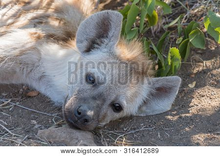 Close-up Of The Face Of A Spotted Hyaena Cub, Crocuta Crocuta, Lying