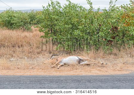 An Impala Ram, Aepyceros Melampus, Killed By A Speeding Vehicle On Road H1-6 Near Letaba